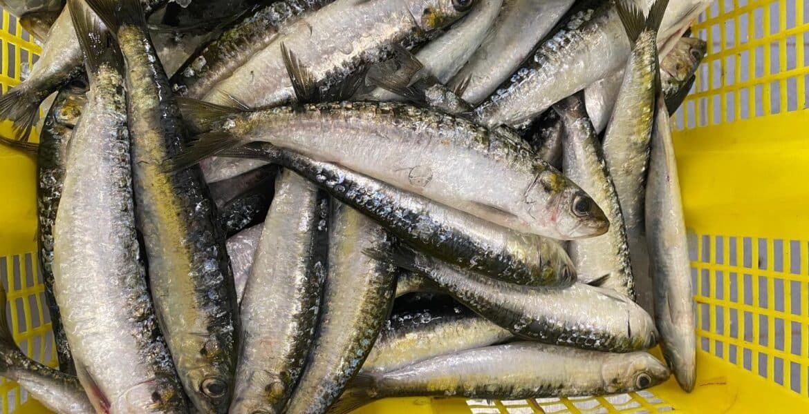 sardinas-gallegas